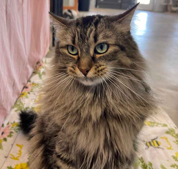 Photo of Fluffy