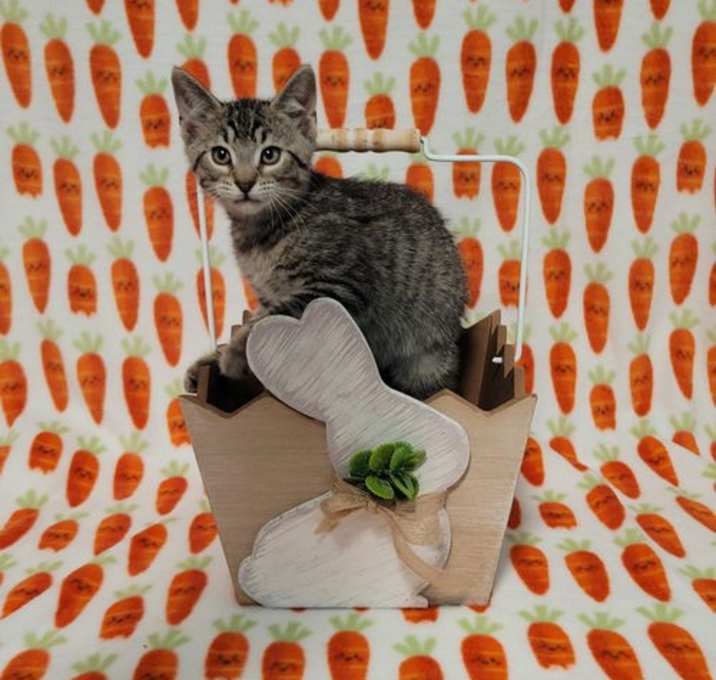 Photo of Z Litter : Zebody PENDING ADOPTION