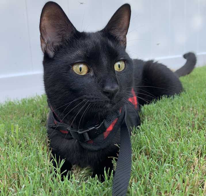 Photo of Charlie