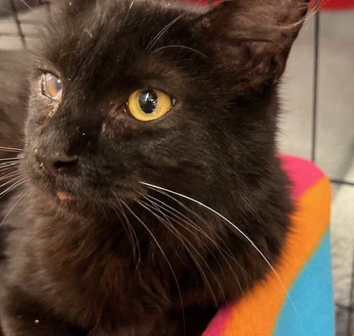 Photo of Coal