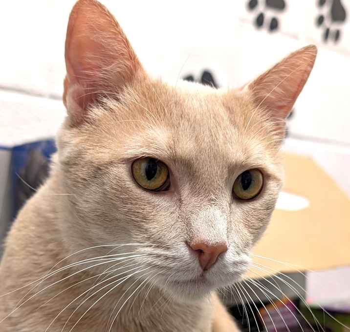 Photo of Marshmellow