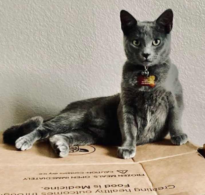 Photo of Waffles