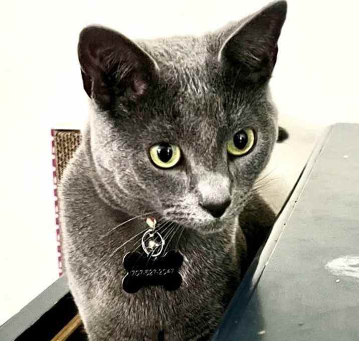 Photo of Pancake