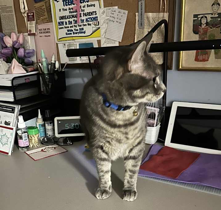 Photo of Shadow