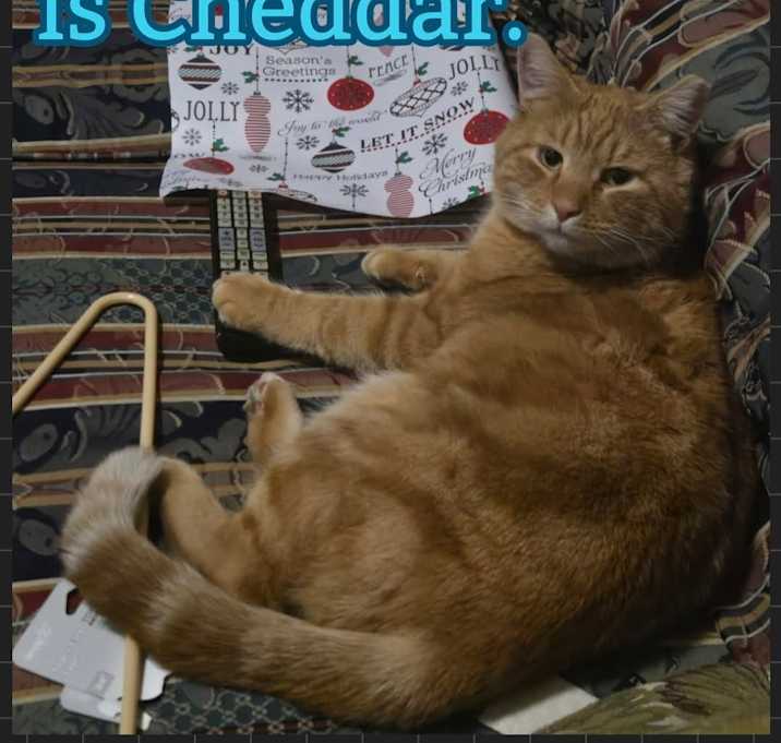 Photo of Cheddar