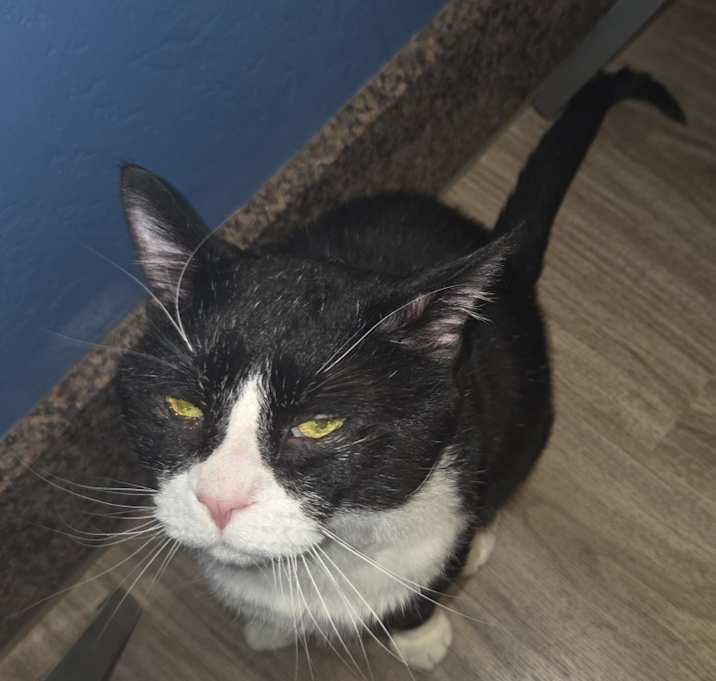 Photo of Mittens