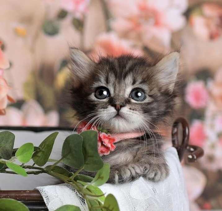 Photo of Gamora