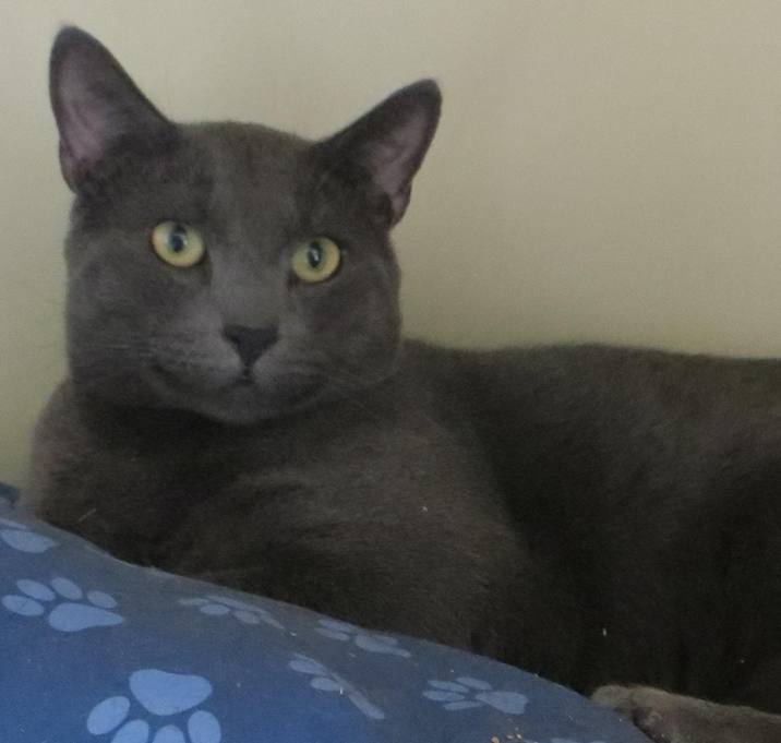 Photo of Shadow