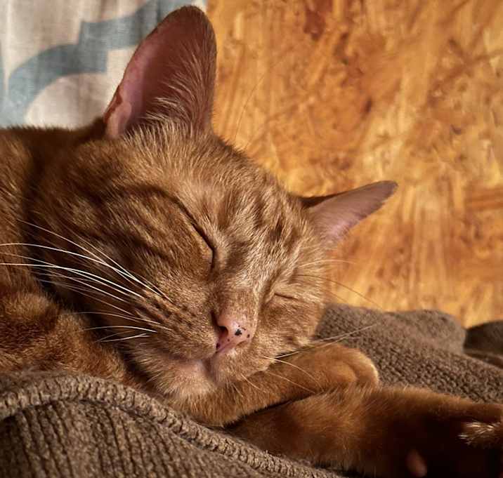 Photo of Murphy