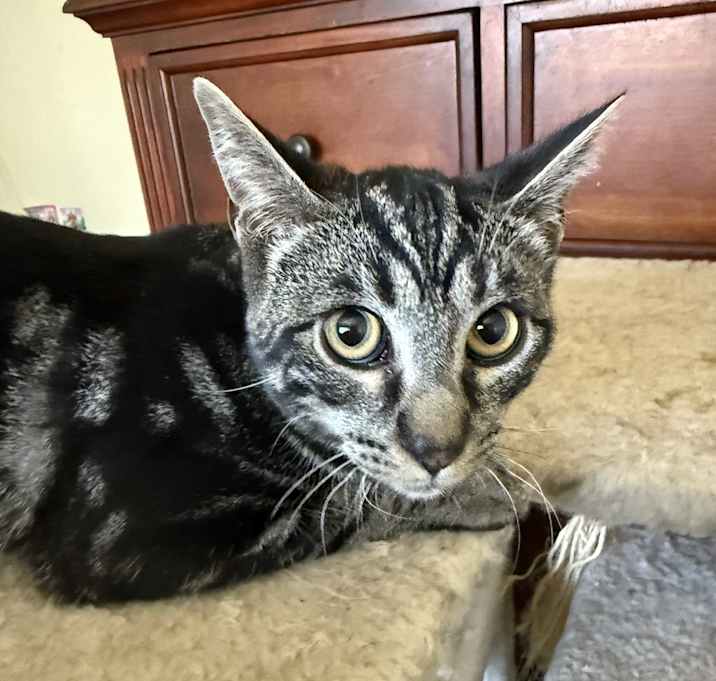 Photo of Apollo