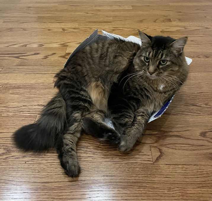 Photo of Rocky