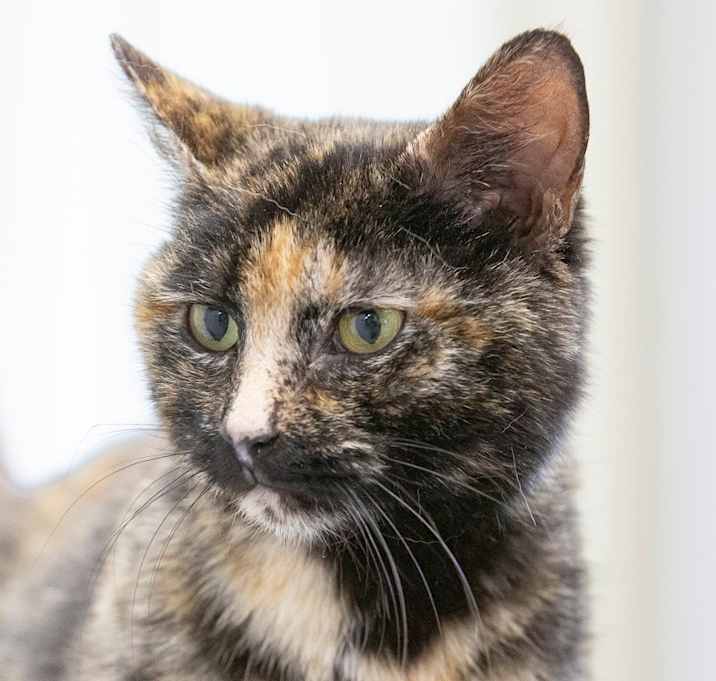 Photo of Cora