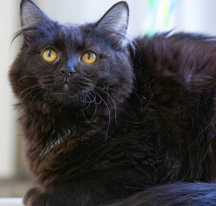 Photo of Snowball