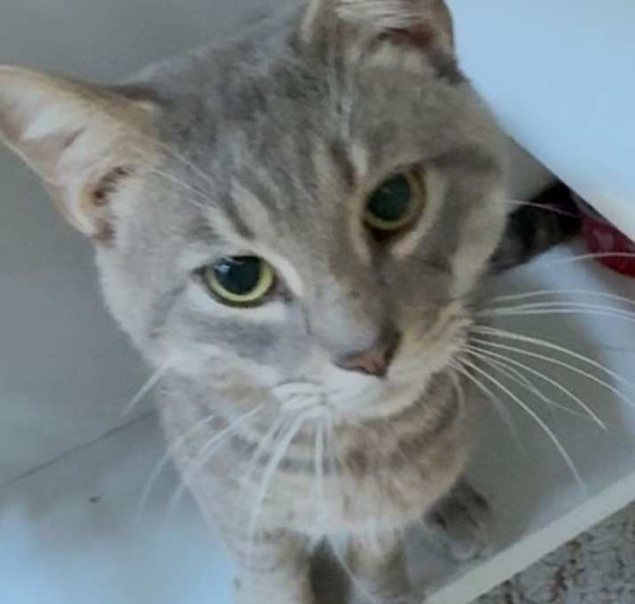 Photo of Oliver