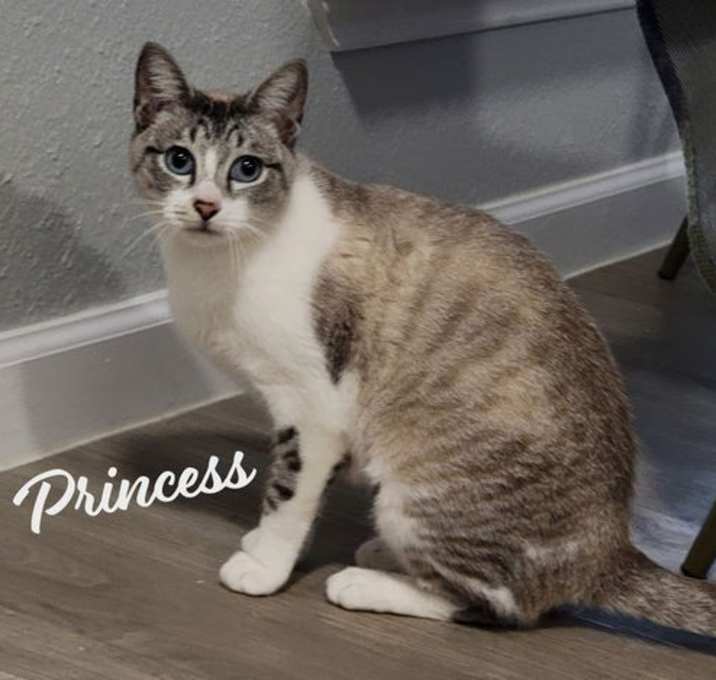 Photo of Princess #seeks-attention