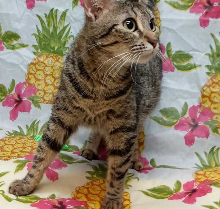 Photo of Delilah