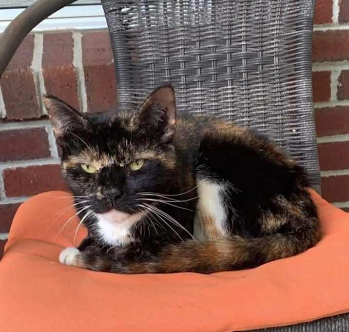 Photo of Snickers