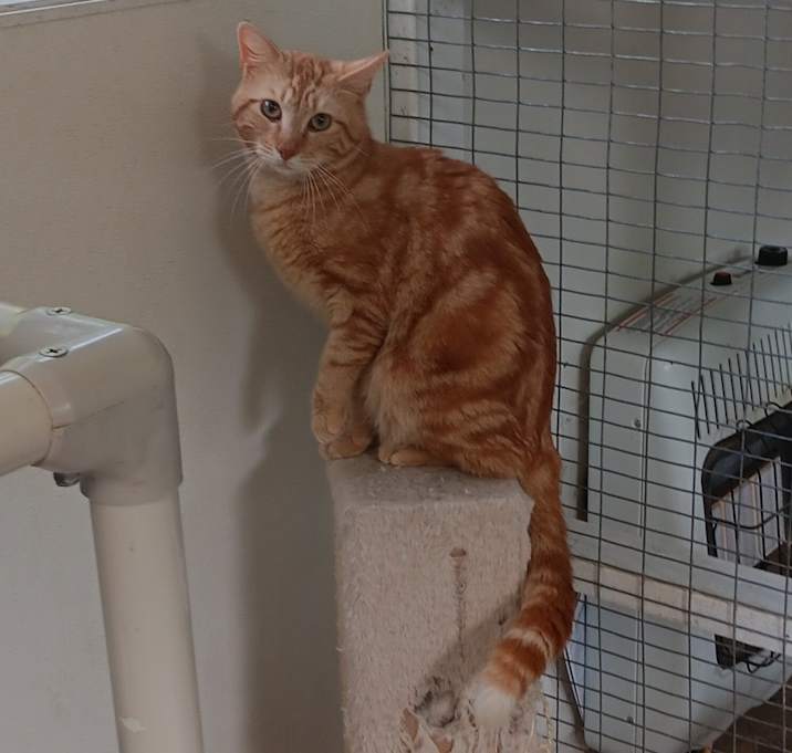 Photo of Garfield