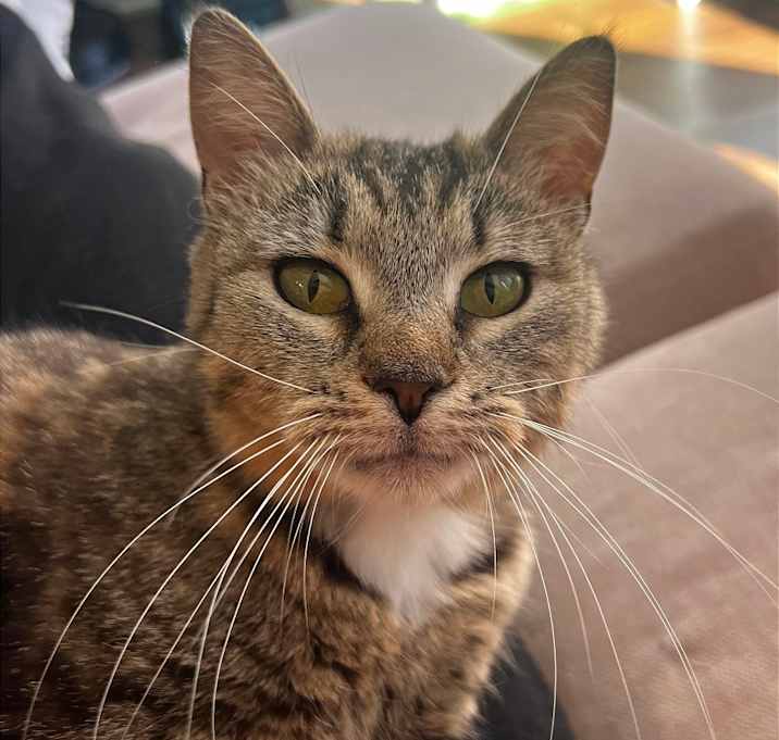 Photo of Indigo