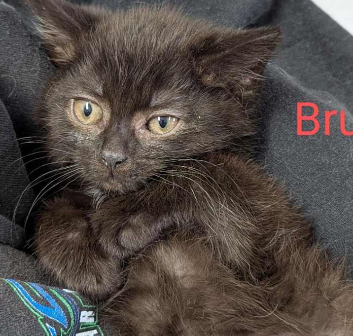 Photo of Bruno