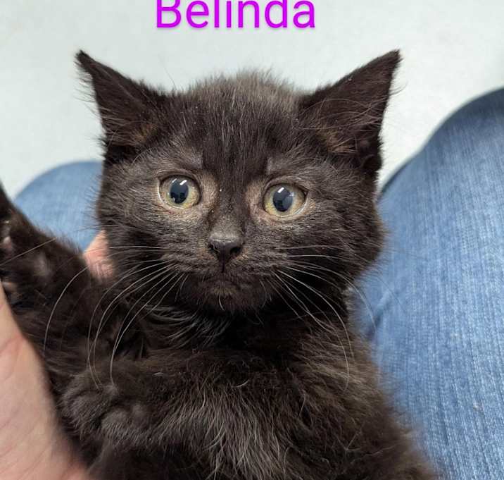 Photo of Belinda
