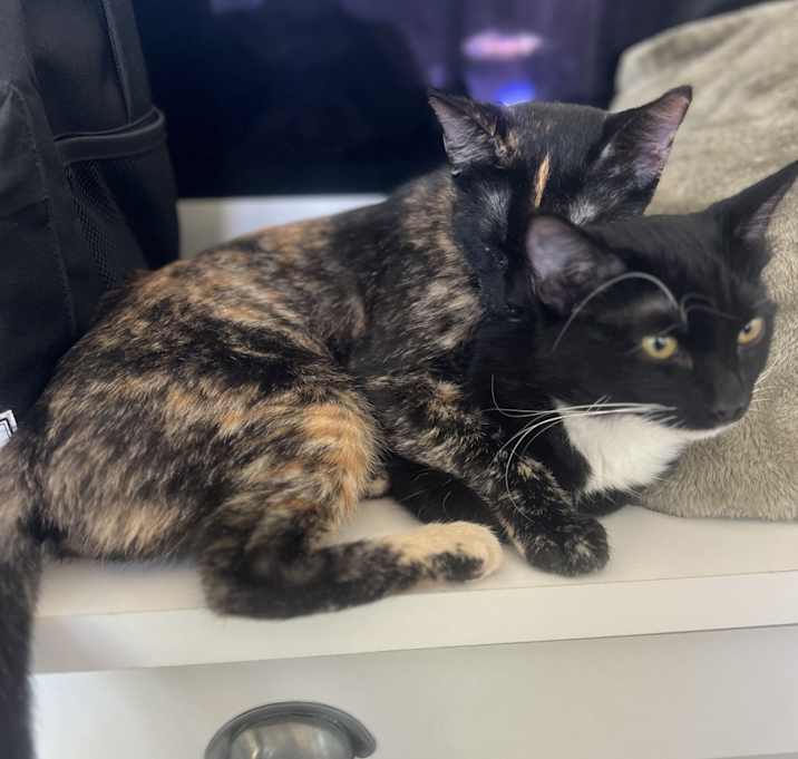 Photo of Momo