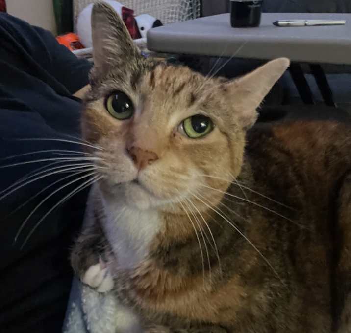 Photo of Harley