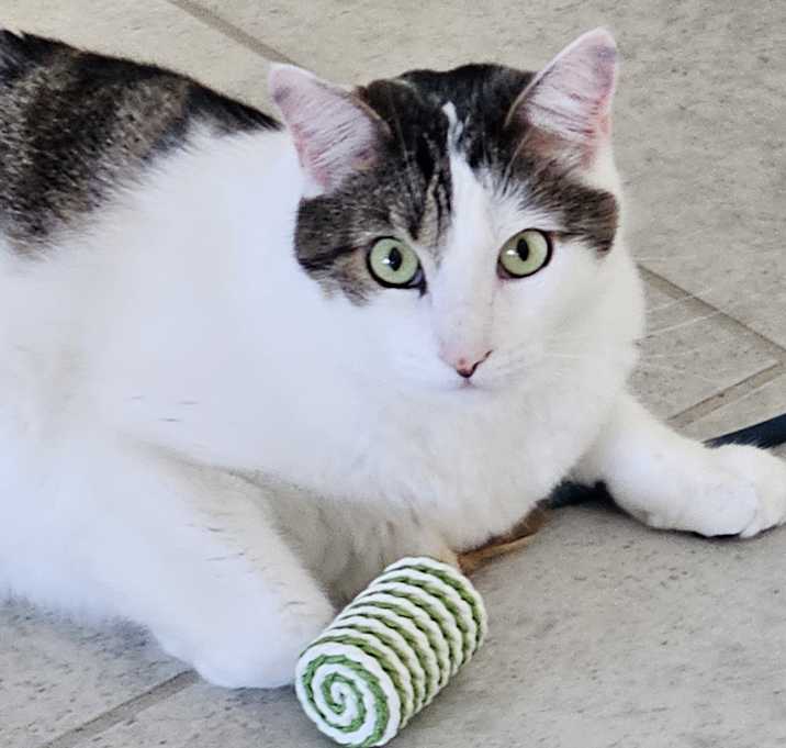 Photo of Jack (sweet lovable)