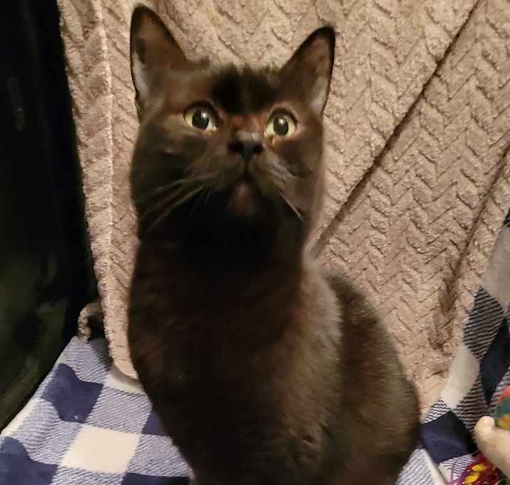 Photo of Raven