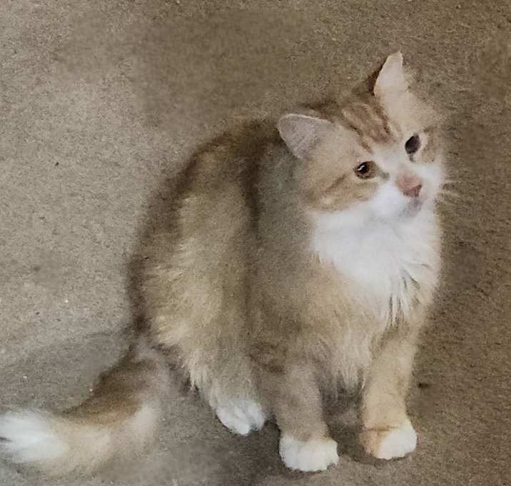 Photo of Quinn