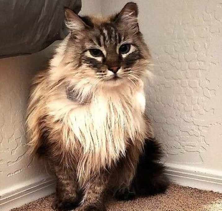 Photo of Eevee