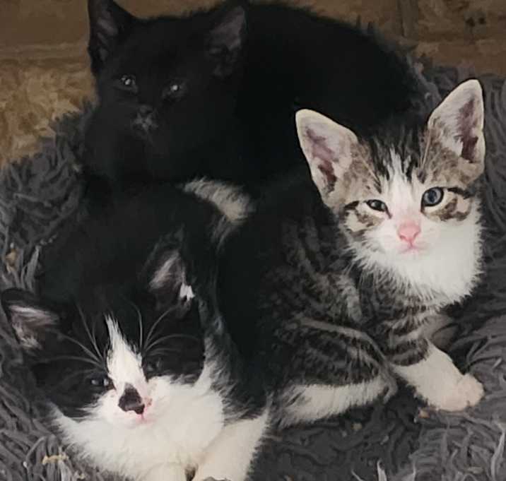 Photo of Bill, Ted, Joe