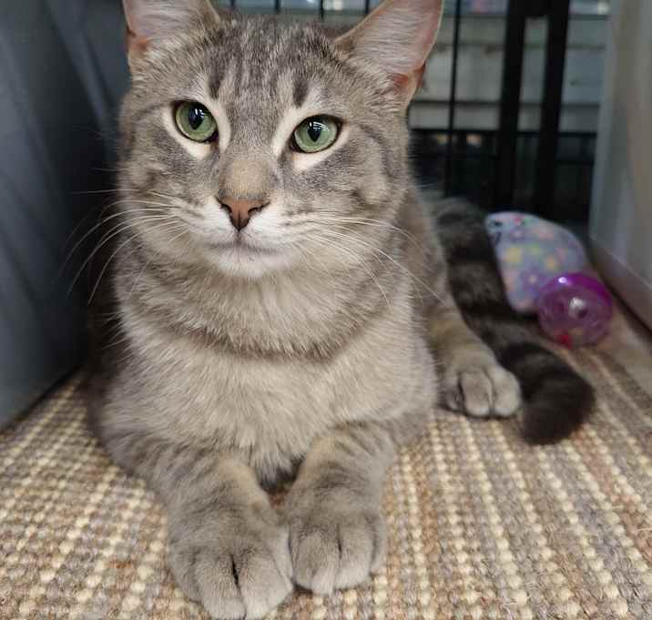 Photo of Treble