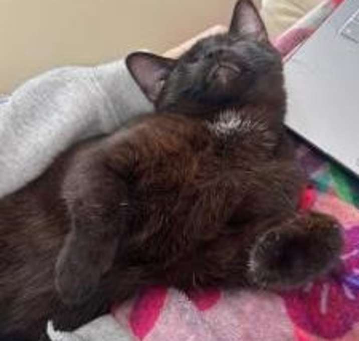 Photo of Gizmo