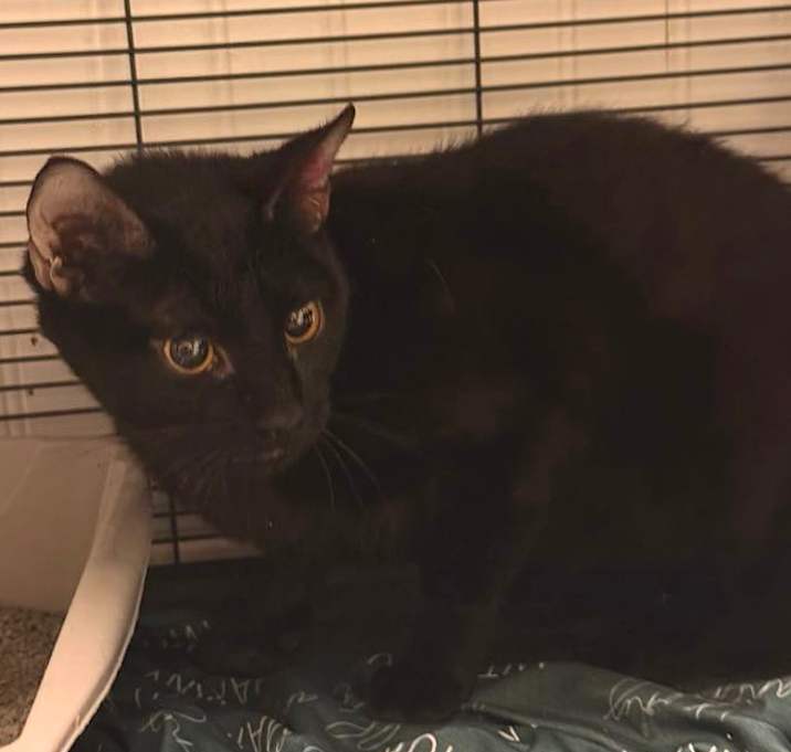 Photo of Purrtie