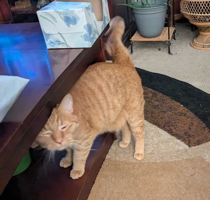 Photo of Finnegan