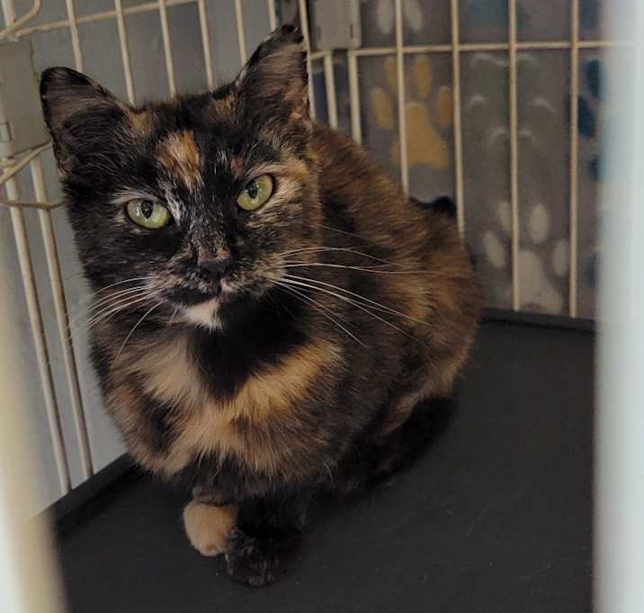 Photo of Blush (Spayed)