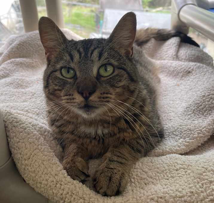 Photo of Merlin
