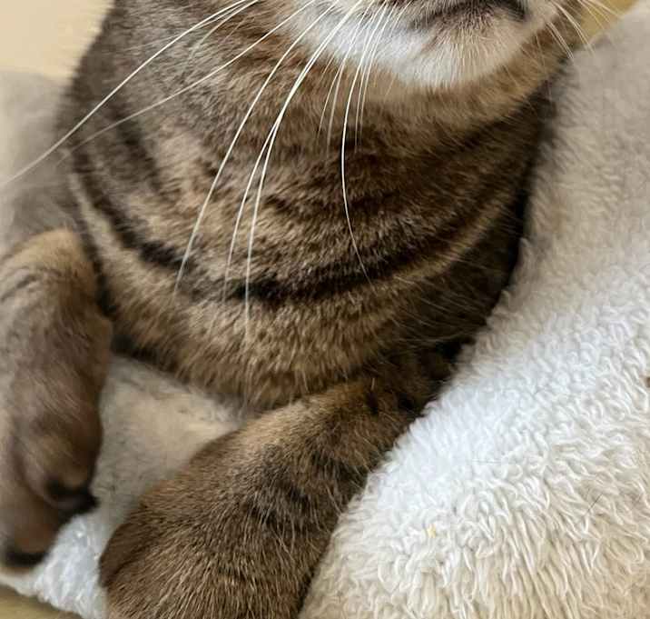 Photo of Panthro
