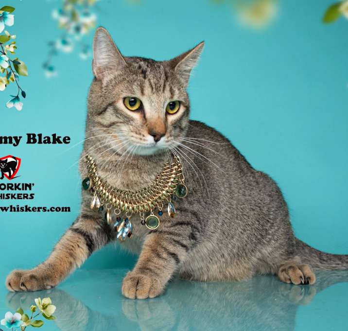 Photo of BELLAMY BLAKE
