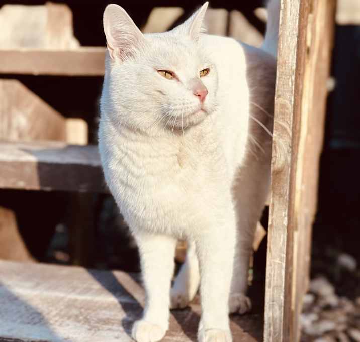 Photo of Horatio