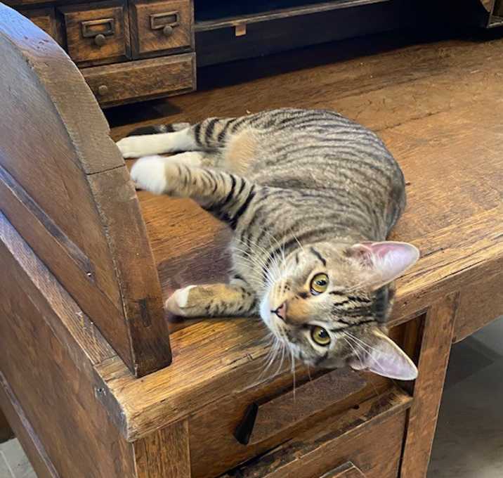 Photo of Columbo