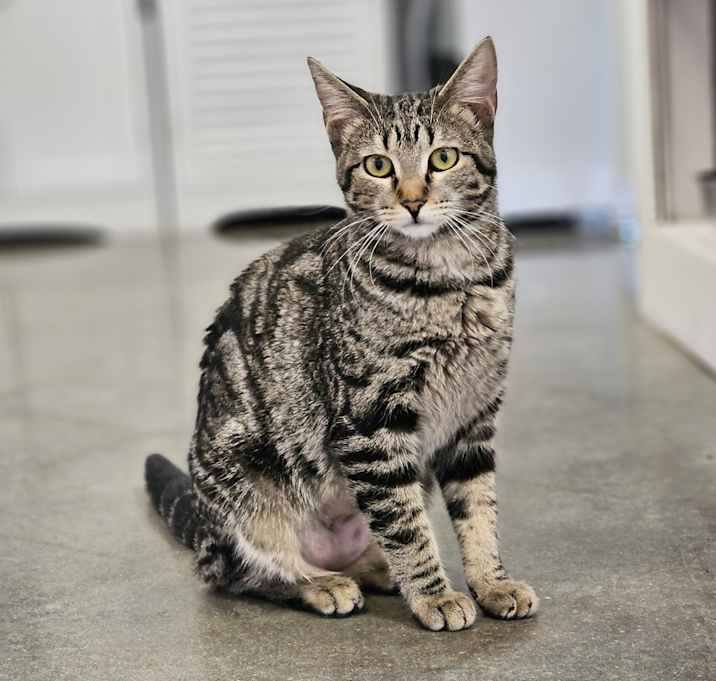 Photo of **Cat Cafe** Elaine