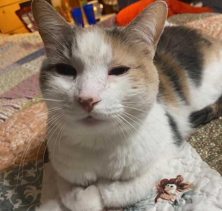 Photo of Willow