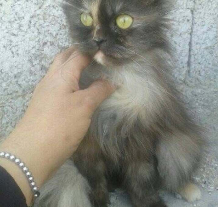Photo of Graycie