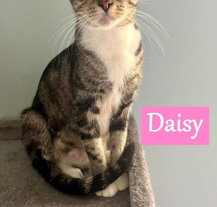 Photo of Daisy
