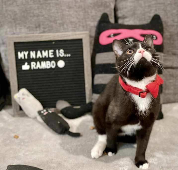 Photo of Rambo