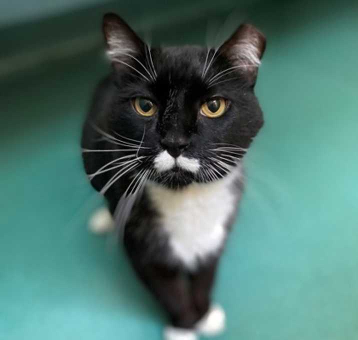 Photo of Shadow
