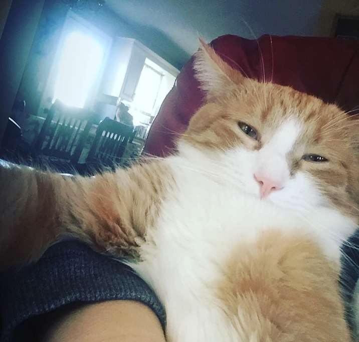 Photo of Marshmallow