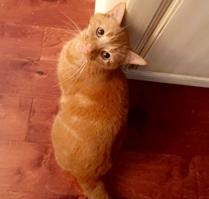 Photo of Fluff